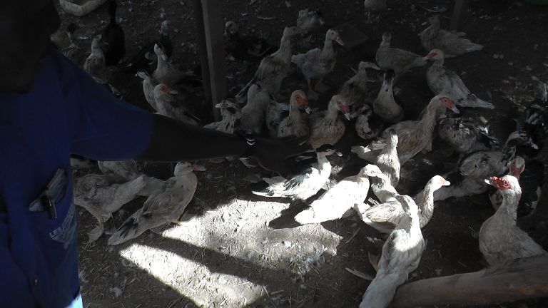 Landwirtschaft sandiara Ausbildung