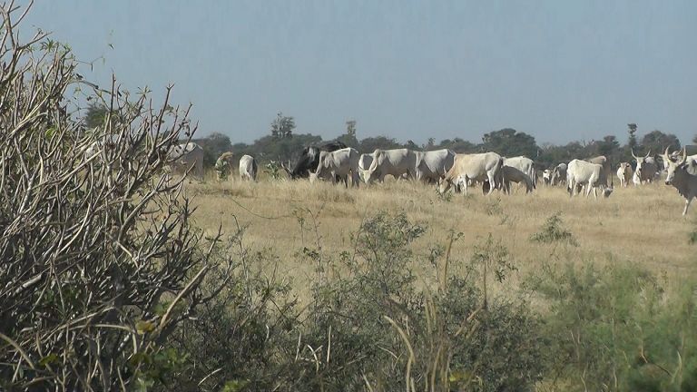 Landwirtschaft sandiara Ausbildung