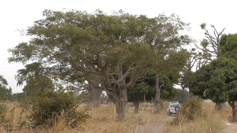 Senegal Landschaft