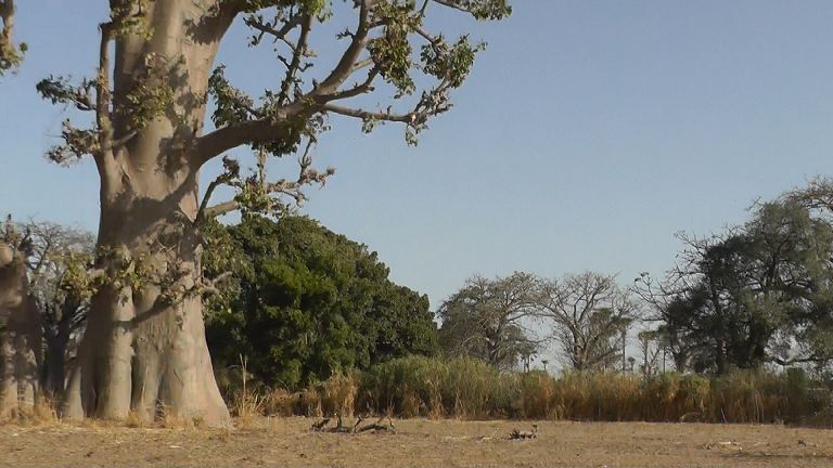 Senegal Landschaft