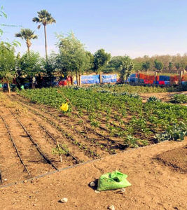 Gemüsegarten in Ndianda